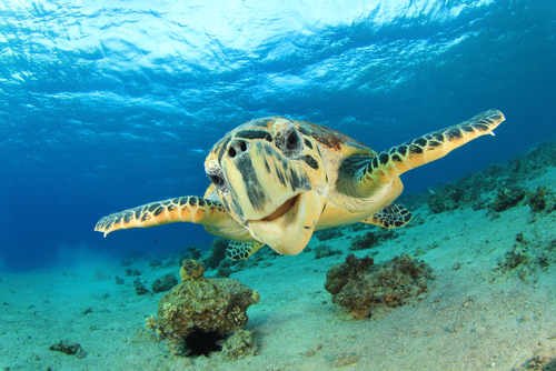 Sea Turtles: More Than Just An Animal