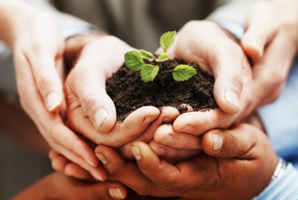 Several hands holding young plant