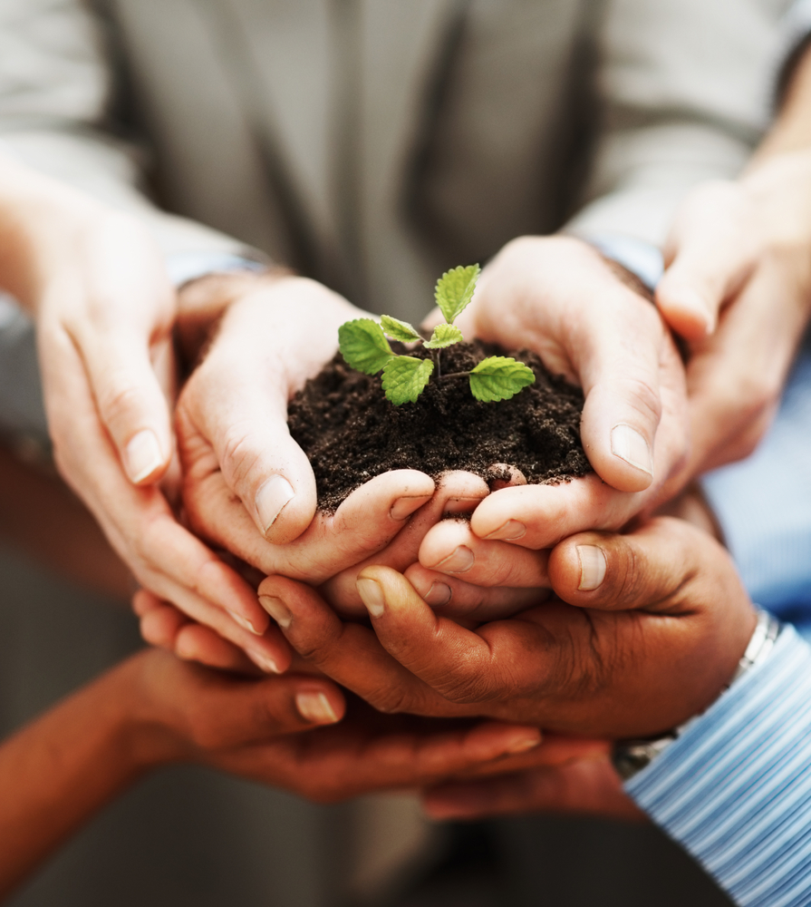 Several hands holding young plant