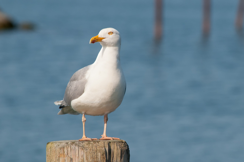 Effective Feedback is Not a Sandwich or a Seagull