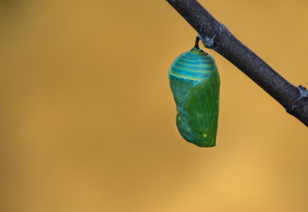 What Does the “Good News Cocoon” Mean to Business & Compliance?